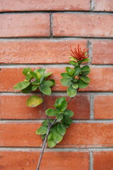a plant and brick wall