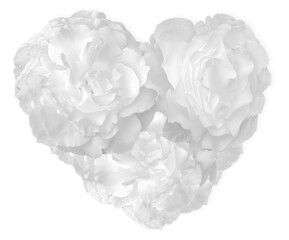 Cœur de roses blanches 