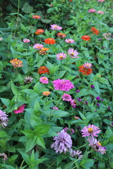 Zinnia, Old-fashioned, old maid, and Zennia elegans flowers