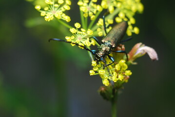 Musk beetle on the Foeniculum vulgare blooming plant 