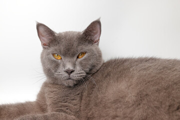Blue grey adult British shorthair cat feline resting lying looking relax lazy grooming licking