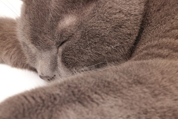 Blue grey adult British shorthair cat feline resting lying looking relax lazy grooming licking