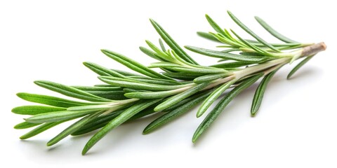 Fototapeta premium rosemary branch isolated on white