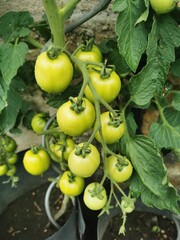 green tomato plant in the garden
