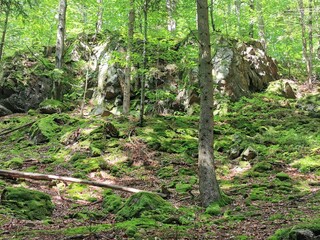 Czech forest from Jeseniky mountains