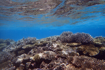 marine life in the Red Sea Egypt, hurghada