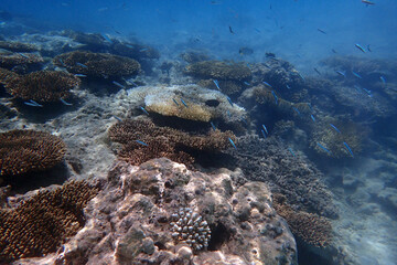 marine life in the Red Sea Egypt, hurghada