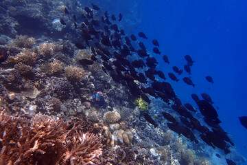 marine life in the Red Sea Egypt, hurghada