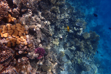 marine life in the Red Sea Egypt, hurghada