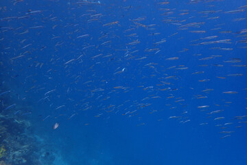small fishes in the Red Sea Egypt