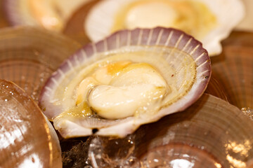 Seafood shells with ice as background.