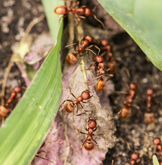 brown ants in the grass as a background.