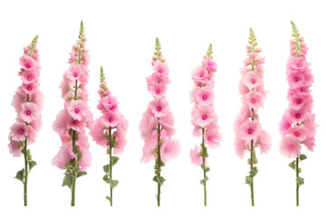 A Delicate Row of Pink Hollyhock Blooms in Full Bloom Against a White Background on a White or Clear Surface PNG Transparent Background