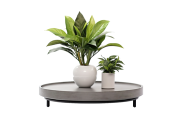 A Gray Concrete Tray With Two Green Plants in White Pots on a White or Clear Surface PNG Transparent Background