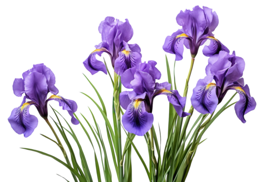 A Bouquet of Purple Irises in Full Bloom on a White Background on a White or Clear Surface PNG Transparent Background