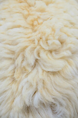 Background of white sheep fleece