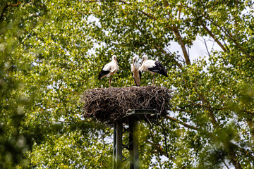 wild storks and their offspring in their nest