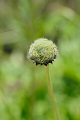 Giant scabious seed head