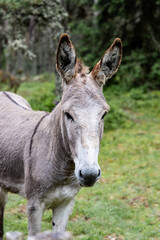 Portait d'âne