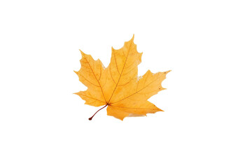 Fototapeta premium A Single Golden Maple Leaf Against a Pristine White Background on a White or Clear Surface PNG Transparent Background