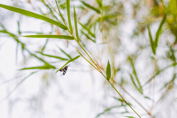 Bamboo tree with small insects