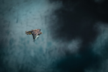 Mäusebussard im Flug © Substanz