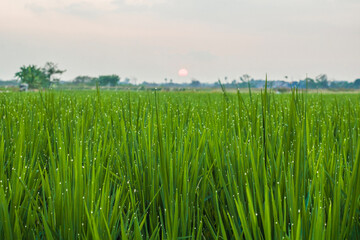 dew on rice plant