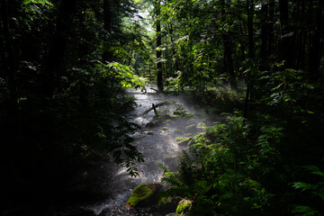 Obraz premium 森の中の川に差し込む美しい光芒 上高地