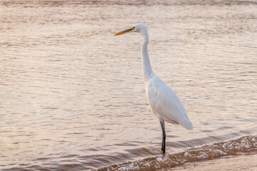 Great egret (Ardea alba), a medium-sized white heron fishing on the sea beach