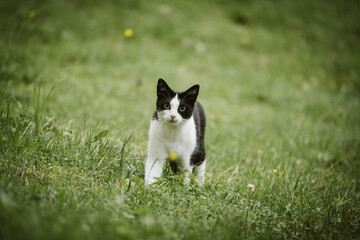 Kleine Hauskatze in grünem Feld