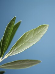 Obraz premium An olive leaf representing peace, positioned in front of a tranquil, blue sky, inspires feelings of tranquility and balance.