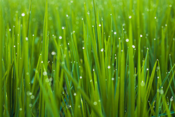 dew on rice plant
