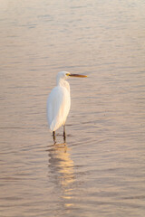 Great egret (Ardea alba), a medium-sized white heron fishing on the sea beach