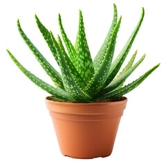 Vibrant Aloe Vera Plant in a Simple Terracotta Pot