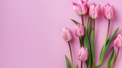 Fototapeta premium Pink Tulips on a Light Pink Background