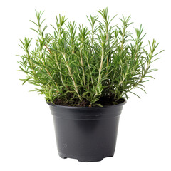 Vibrant Rosemary Herb in a Black Pot