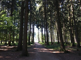Wald