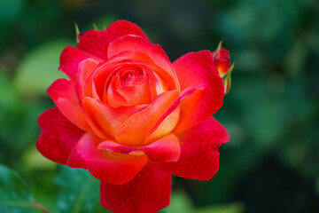 Luxurious bright red rose against the background of lush green garden. Close-up. Selective focus. Romantic love theme.