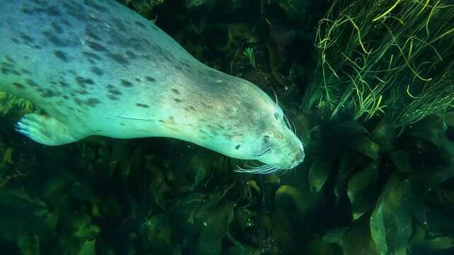 A female and a male grey seal (Halichoerus grypus) meet, the female confronts the male with a stare but then leaves, passing in front of the camera. Check my gallery for grey seal footage.