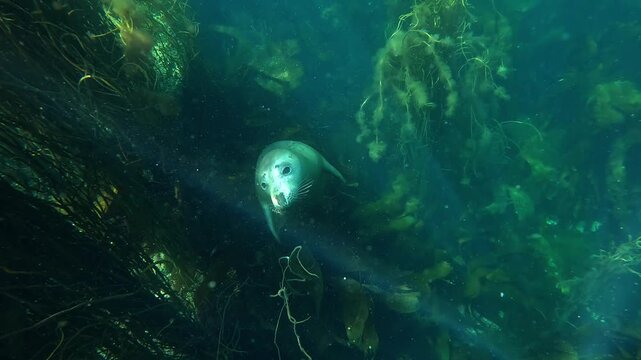 First-person, wide-angle underwater shots of a juvenile grey seal (white coat, Halichoerus grypus) moving through the seaweeds and timidly approaching a diver.