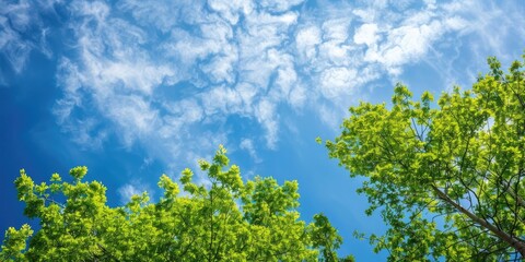 Green tree foliage with blue sky and clouds in the background