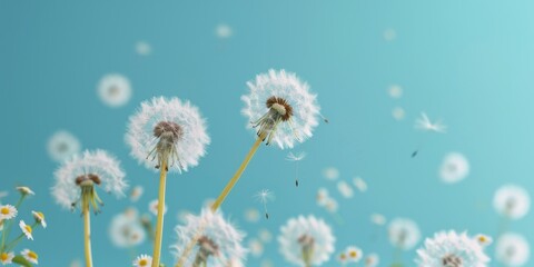 Obraz premium white dandelion seeds floating in the wind, springtime nature background with blue sky, delicate dandelion flowers in bloom, abstract floral wallpaper for design, nature photography concept.