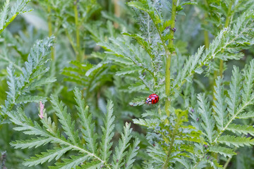 close up of a ladybird and aphids on a achillea filipendulina ( yarrow) plant in summer © Liz Mitchell