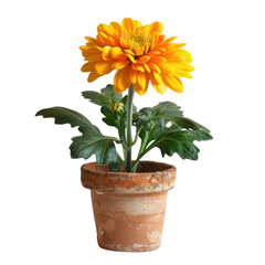 Radiant Yellow Flower Blooming in an Aged Terracotta Pot
