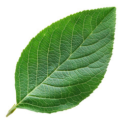 Close-Up View of a Green Leaf Showcasing Intricate Vein Patterns