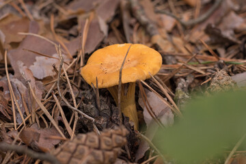 ?hanterelle mushrooms growing in forest