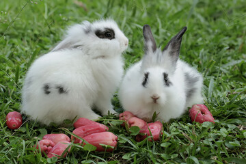 A pair of rabbits are eating ripe water apples that have fallen onto the grass. This rodent has the...