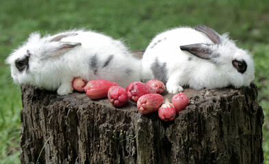 A pair of rabbits are eating ripe water apples that fell on a rotten tree trunk. This rodent has...