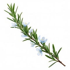 Fototapeta premium rosemary plant with white or transparent background