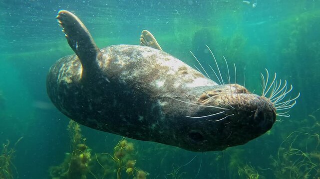 e : A male grey seal swims on its back at the surface and comes to kiss the camera. Filmed in Brittany, France. Check my gallery for similar footages.